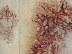 Spray of Oak Leaves and Acorns by Leonardo da Vinci