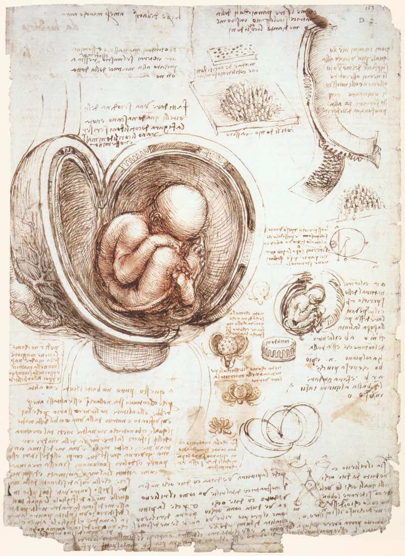 Studies of the Foetus in the Womb - by Leonardo da Vinci