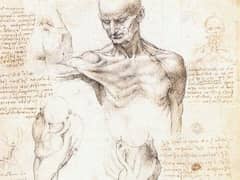 Anatomical Studies of a Male Shoulder by Leonardo da Vinci