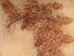 Black Berries by Leonardo da Vinci