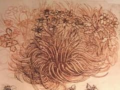 Drawing of a Botanical Study  by Leonardo da Vinci 