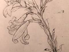 Drawing of Lilies for an Annunciation by Leonardo da Vinci