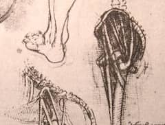Drawing of Anatomy of the Legs of a Man and a Dog by Leonardo da Vinci