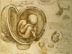 Embryo in the Womb by Leonardo da Vinci