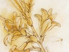 Lily by Leonardo da Vinci