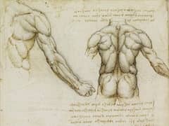 Muscles of the Back by Leonardo da Vinci