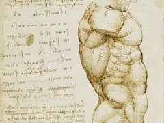 Muscles of the Torso, Side View by Leonardo da Vinci