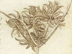 Sedge by Leonardo da Vinci