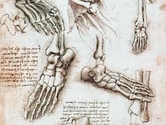 Skeleton Foot by Leonardo da Vinci