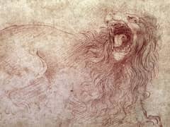 Sketch of a Roaring Lion by Leonardo da Vinci