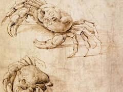 Studies of Crabs by Leonardo da Vinci