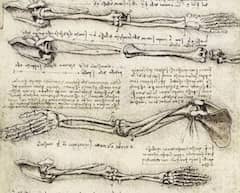 Studies of the Arm Showing the Movements Made by the Biceps by Leonardo da Vinci