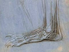 The Anatomy of a Foot by Leonardo da Vinci
