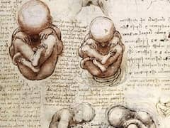 Views of a Foetus in the Womb by Leonardo da Vinci 