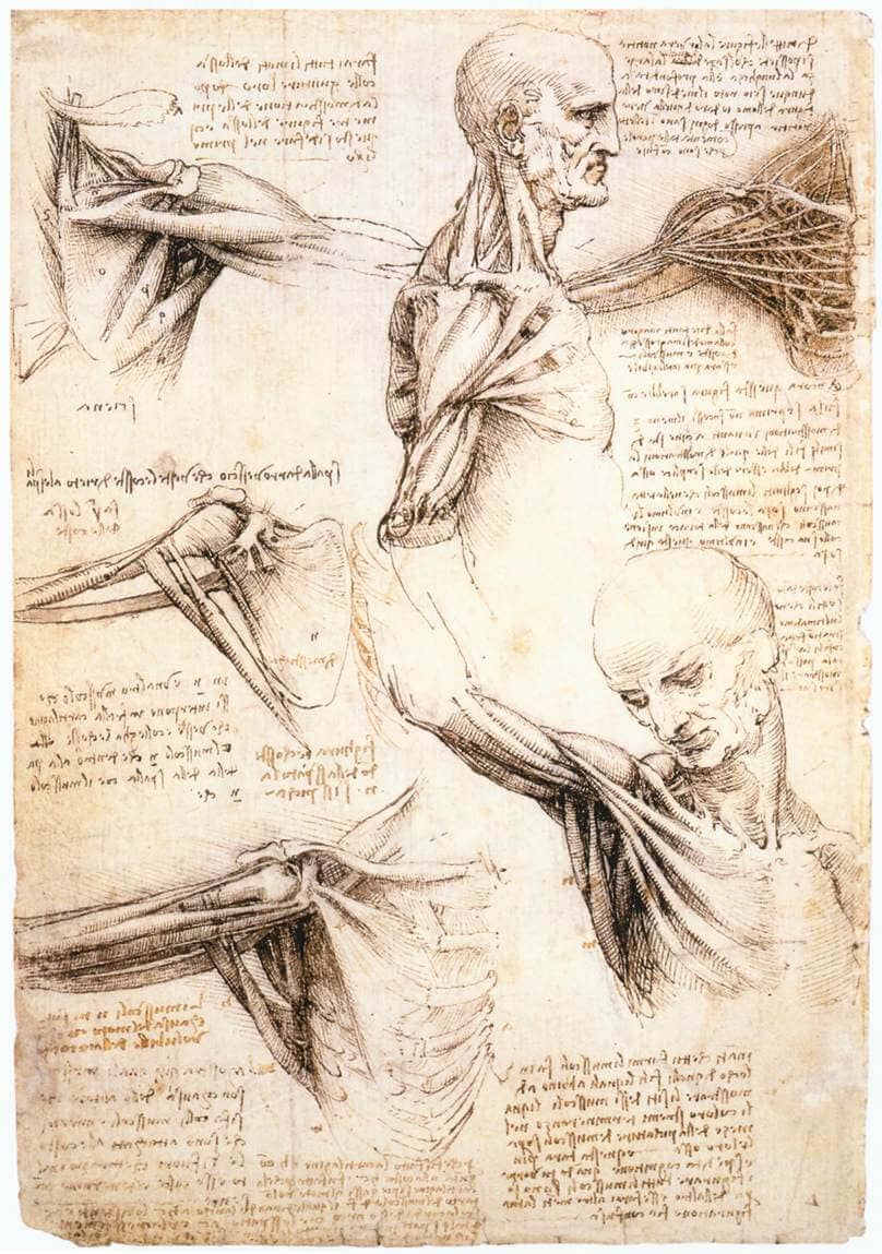 Anatomical Studies of the Shoulder by Leonardo da Vinci