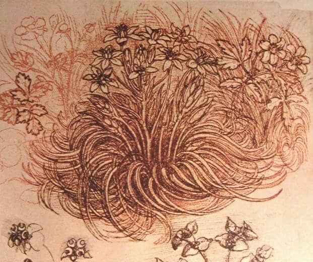 Drawing of a Botanical Study - by Leonardo da Vinci