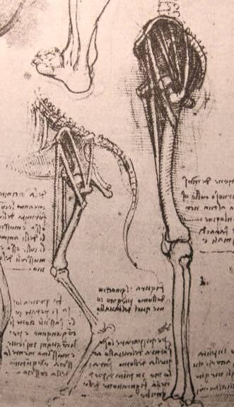 Drawing of the Comparative Anatomy of the lLgs of a Man and a Dog - by Leonardo da Vinci