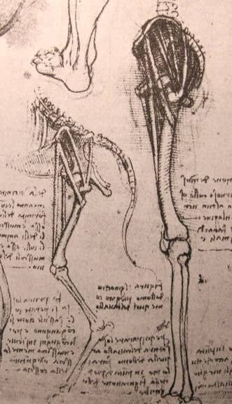Drawing of the Comparative Anatomy of the lLgs of a Man and a Dog - by Leonardo da Vinci