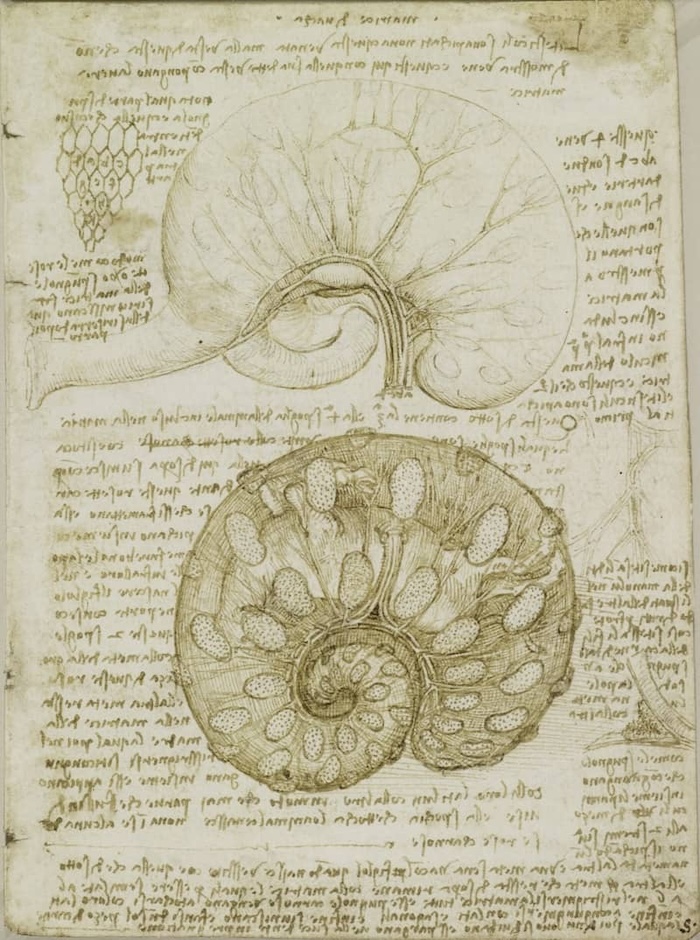 Drawing of the Uterus of a Pregnant Cow - by Leonardo da Vinci