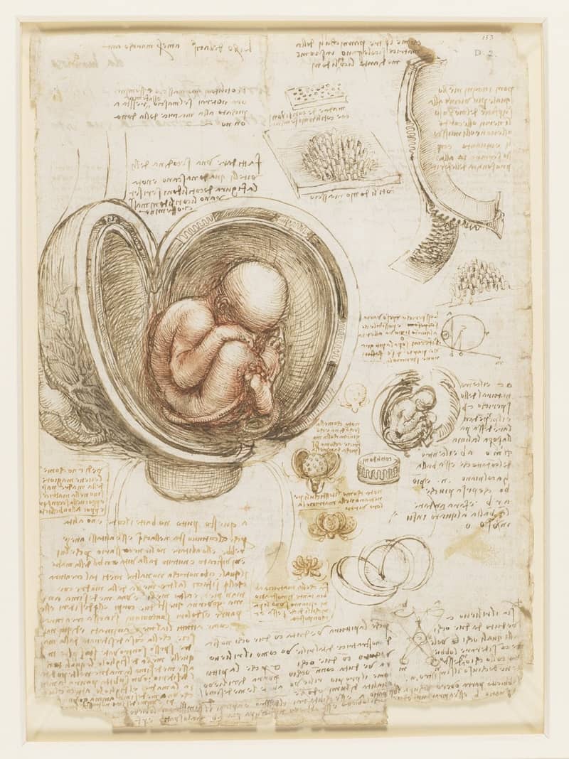 Embryo in the Womb - by Leonardo Da Vinci