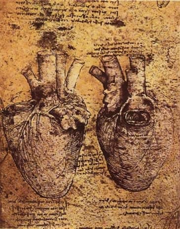 Heart and its Blood Vessels - by Leonardo da Vinci