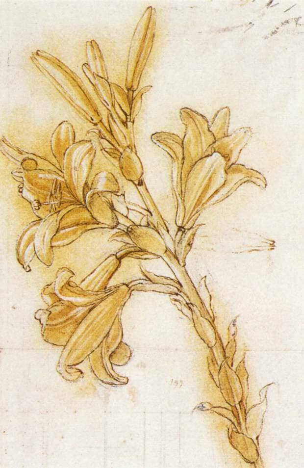 Lily - by Leonardo da Vinci
