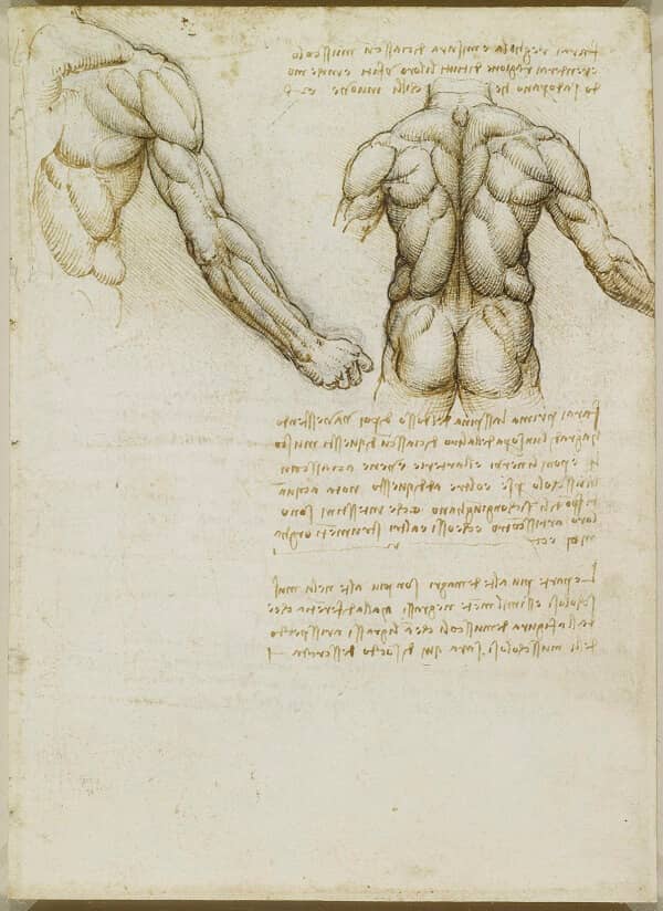Muscles of the Back - by Leonardo da Vinci
