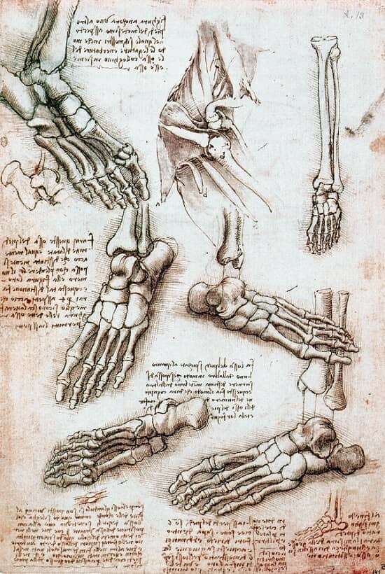 Skeleton Foot - by Leonardo da Vinci