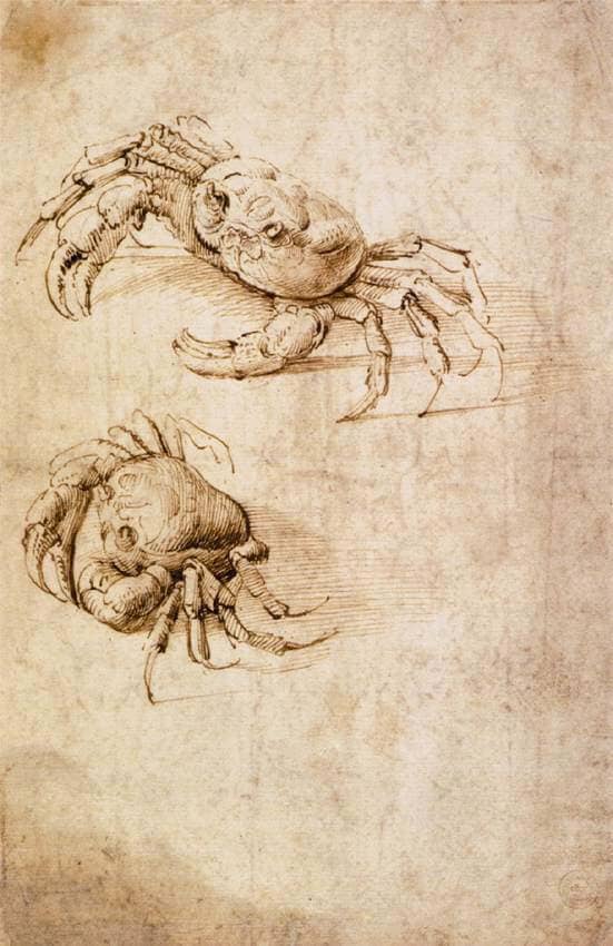 Studies of Crabs - by Leonardo da Vinci