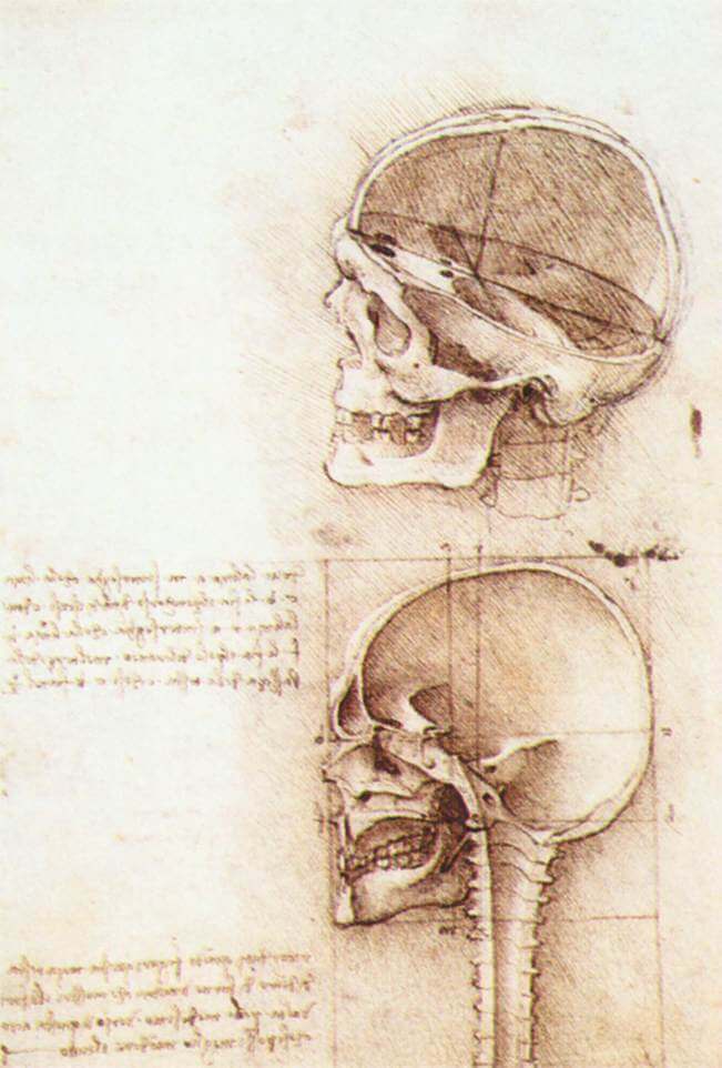 Studies of Human Skull - by Leonardo da Vinci