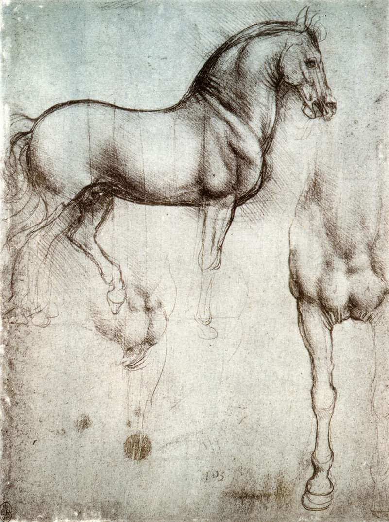 Study of Horse - by Leonardo Da Vinci