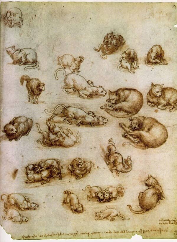 Study Sheet with Cats Dragon and other Animals - by Leonardo da Vinci