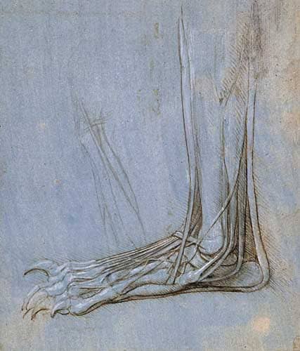 The Anatomy of a Foot - by Leonardo da Vinci