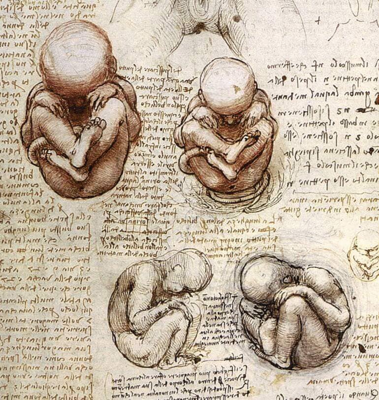 Views of a Foetus in the Womb - by Leonardo da Vinci
